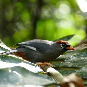 Chestnut-capped Laughingthrush - Fraser's Hill