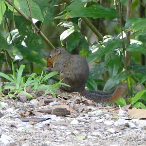 Asian red-cheeked Squirrel - Fraser's Hill