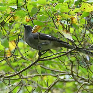 Long-tailed Sibia - Fraser's Hill