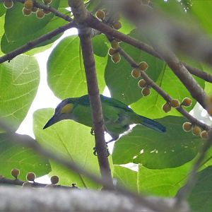 Gold-whiskered Barbet - Fraser's Hill
