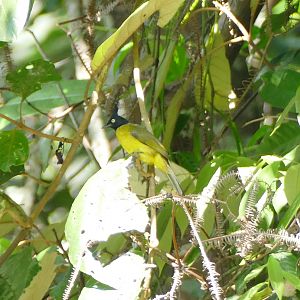 Black-crested Bulbul - Fraser's Hill