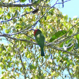 Red-bearded Bee-eater - Fraser's Hill