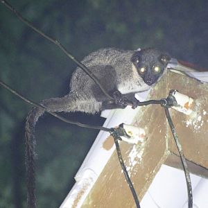 Small-toothed palm civet - Fraser's Hill