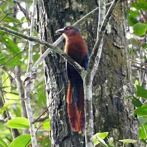 Chestnut-breasted Malkoha - Fraser's Hill