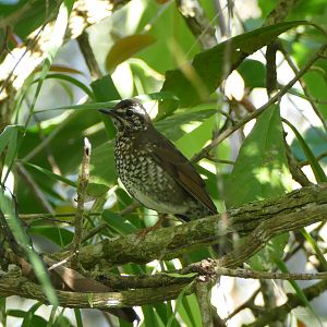 Siberian Thrush - Fraser's Hill