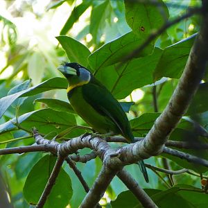 Fire-tufted Barbet - Fraser's Hill