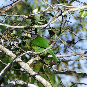 Fire-tufted Barbet - Fraser's Hill