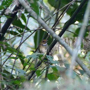 Rufous-browed Flycatcher - Fraser's Hill