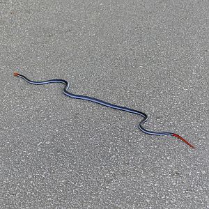 Something pretty crossing the road! - Fraser's Hill