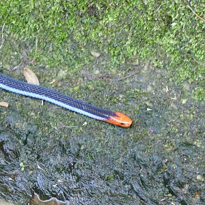 Malayan blue coral snake - Fraser's Hill