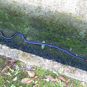 Malayan blue coral snake - Fraser's Hill
