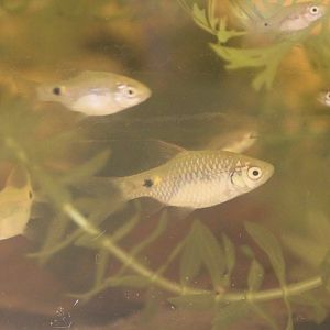 Barbus conchonius - juveniles