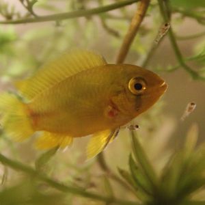 Apistogramma borelli with 3 day old young