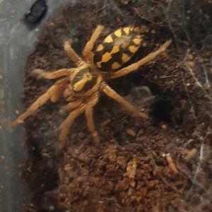 Hapalopus species - Colombia