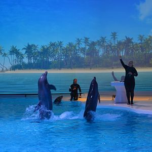 Dolphin show "Life" in Kolmården