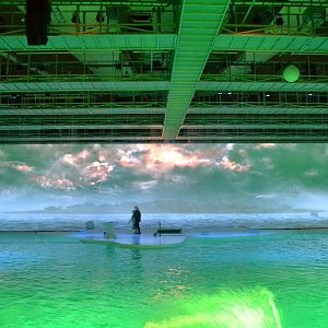 Catastrophe in the dolphin show "Life" in Kolmården