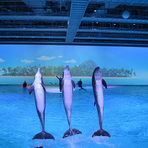 Final of dolphin show "Life" in Kolmården