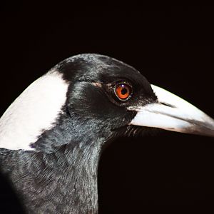 Australian Magpie (Gymnorhina tibicen)