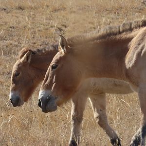 Przewalski´s horse (Equus przewalskii/Equus ferus przewalskii) hustai national park oktober 2019