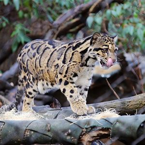 Mook the Clouded Leopard (2002-2020)