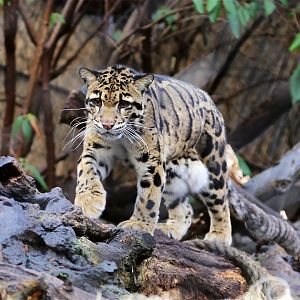 Mook the Clouded Leopard (2002-2020)
