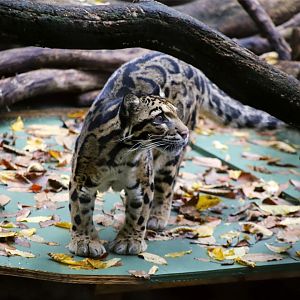 Mook the Clouded Leopard (2002-2020)