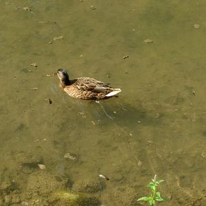 Wild mallard duck