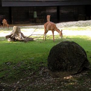 Lowland nyala Enclosure