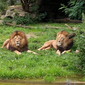 African lions