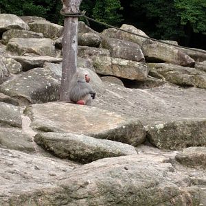 Hamadryas baboon Enclosure