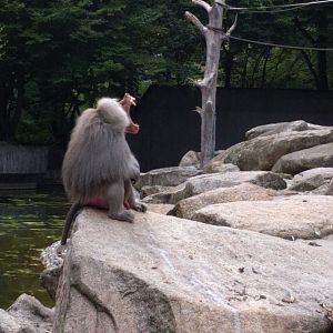 Yawning hamadryas baboon