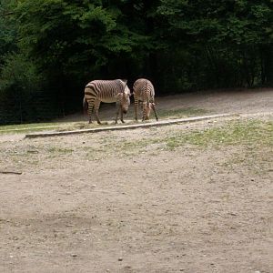 African Savannah Enclosure