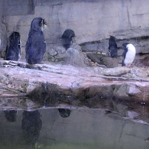 Penguin Enclosure