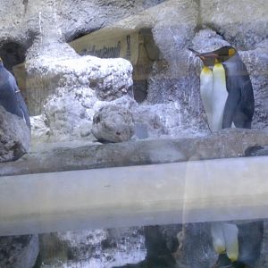 King Penguins