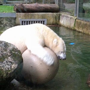 Playing Polar Bear