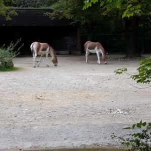 Asian wild ass Enclosure