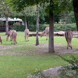 Indian Savannah Enclosure