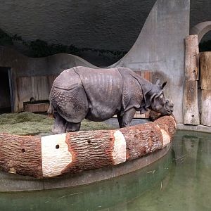 Indian Rhinoceros Indoor Enclosure
