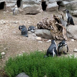 Humboldt Penguin Enclosure