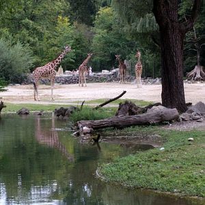 Reticulated giraffe Enclosure
