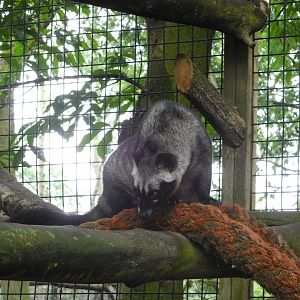 Asian Palm Civet