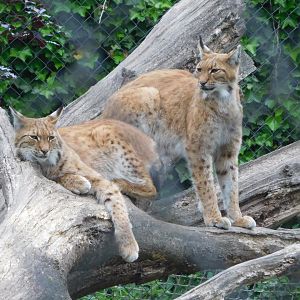 Eurasian lynx