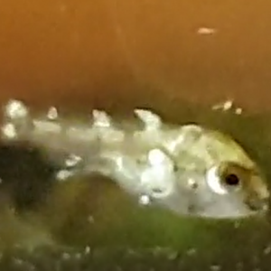 Apistogramma borelli - juvenile - 4 days old