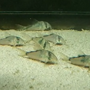 Corydoras simulatus