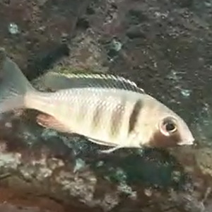 Placidochromis electra "Black face"