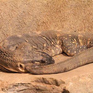 Rocky the White-throated Monitor (Varanus albigularis ssp. albigularis)
