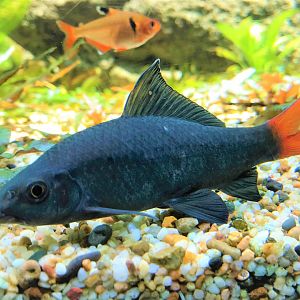 Red-tail Sharkminnow (Epalzeorhynchos bicolor)