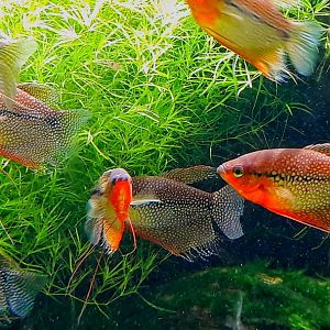 Shoal of Male Pearl Gourami (Trichopodus leerii)