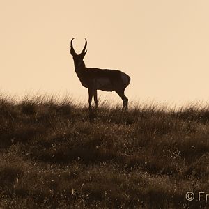 pronghorn on the horizon