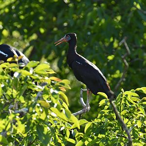 Abdim's Stork (Ciconia abdimi)